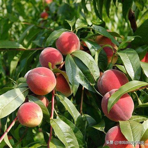 水蜜桃籽可以種嗎|水蜜桃怎麼高產種植？施基肥、修枝形、防病蟲害措施。